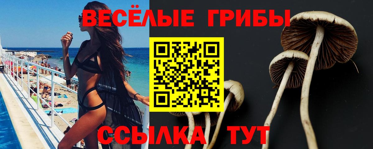 Можайск  Галлюциногенные грибы Psilocybe  Вход с VPN 